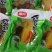 四川酸菜多种规格批发