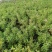 丛生福禄考(芝樱)多色福禄考福禄考花海