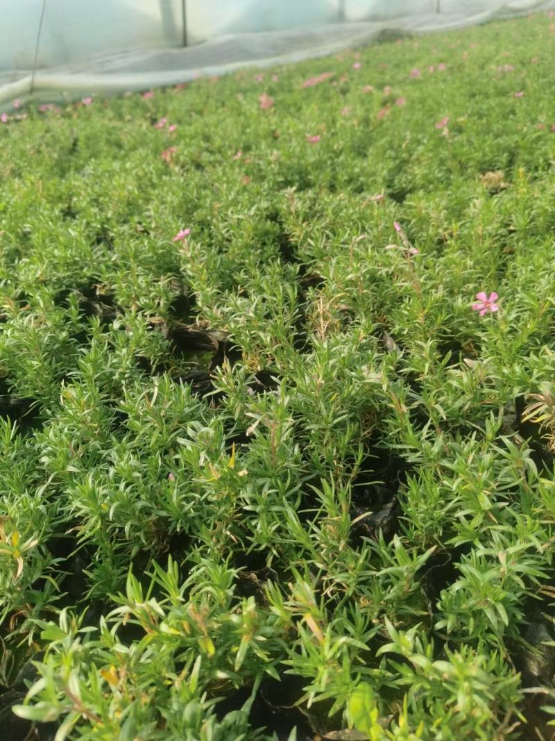 丛生福禄考(芝樱)多色福禄考福禄考花海