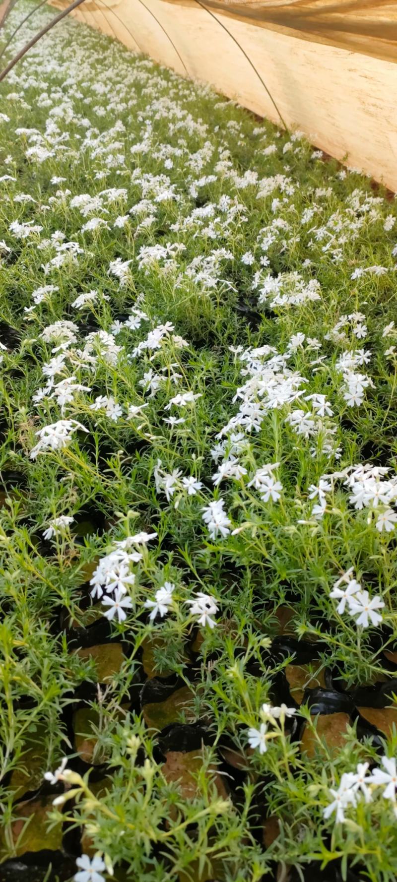 丛生福禄考(芝樱)多色福禄考福禄考花海