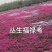 丛生福禄考(芝樱)多色福禄考福禄考花海