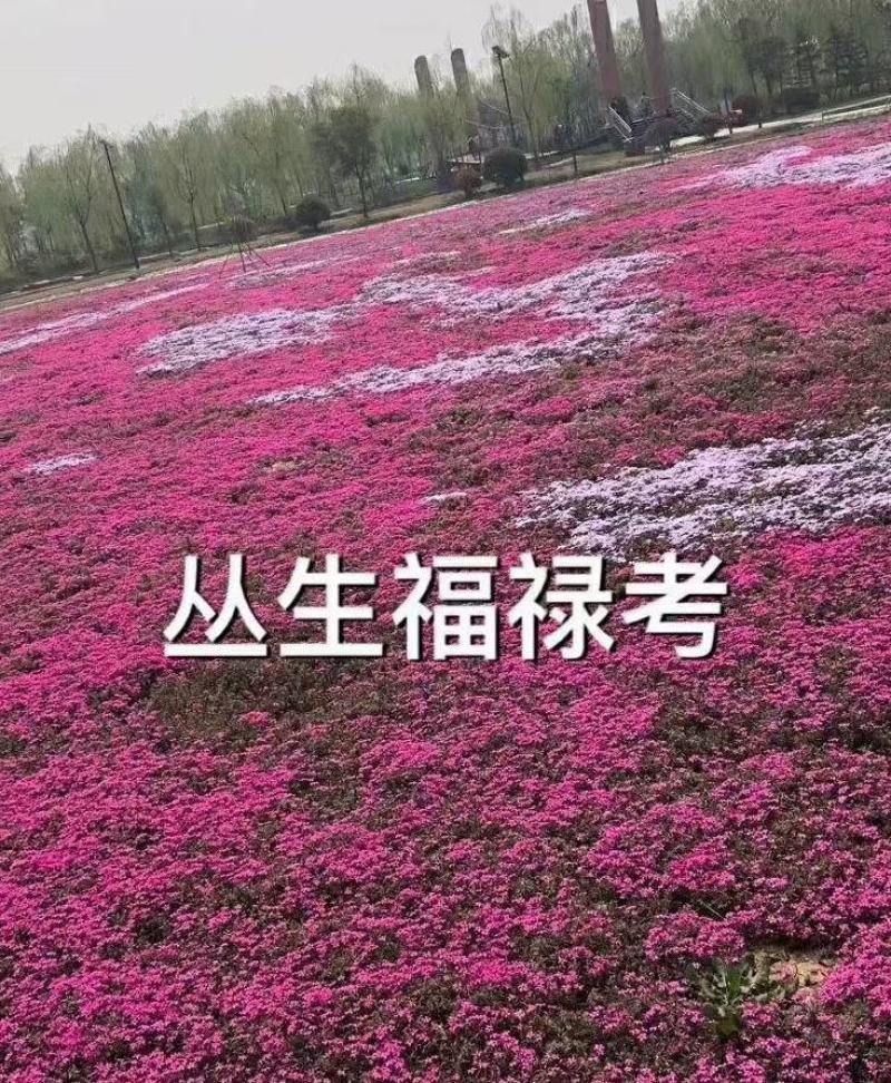 丛生福禄考(芝樱)多色福禄考福禄考花海