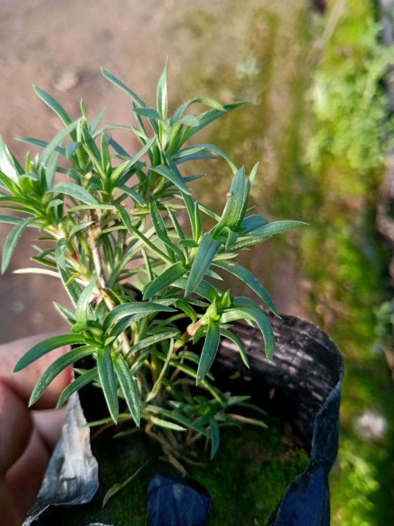 丛生福禄考(芝樱)多色福禄考福禄考花海