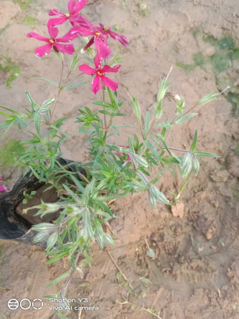 丛生福禄考(芝樱)多色福禄考福禄考花海