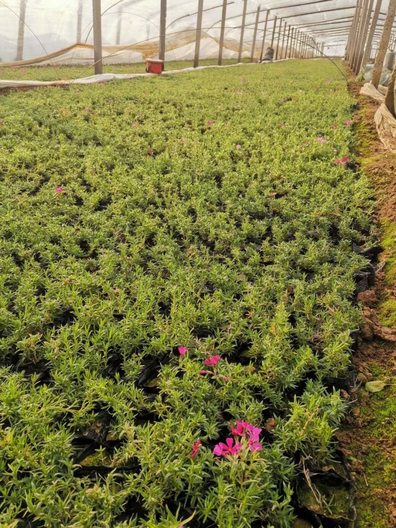 丛生福禄考(芝樱)多色福禄考福禄考花海
