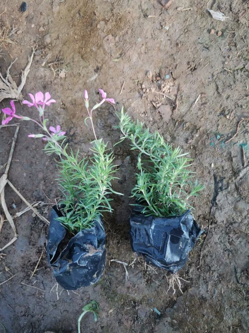 丛生福禄考(芝樱)多色福禄考福禄考花海