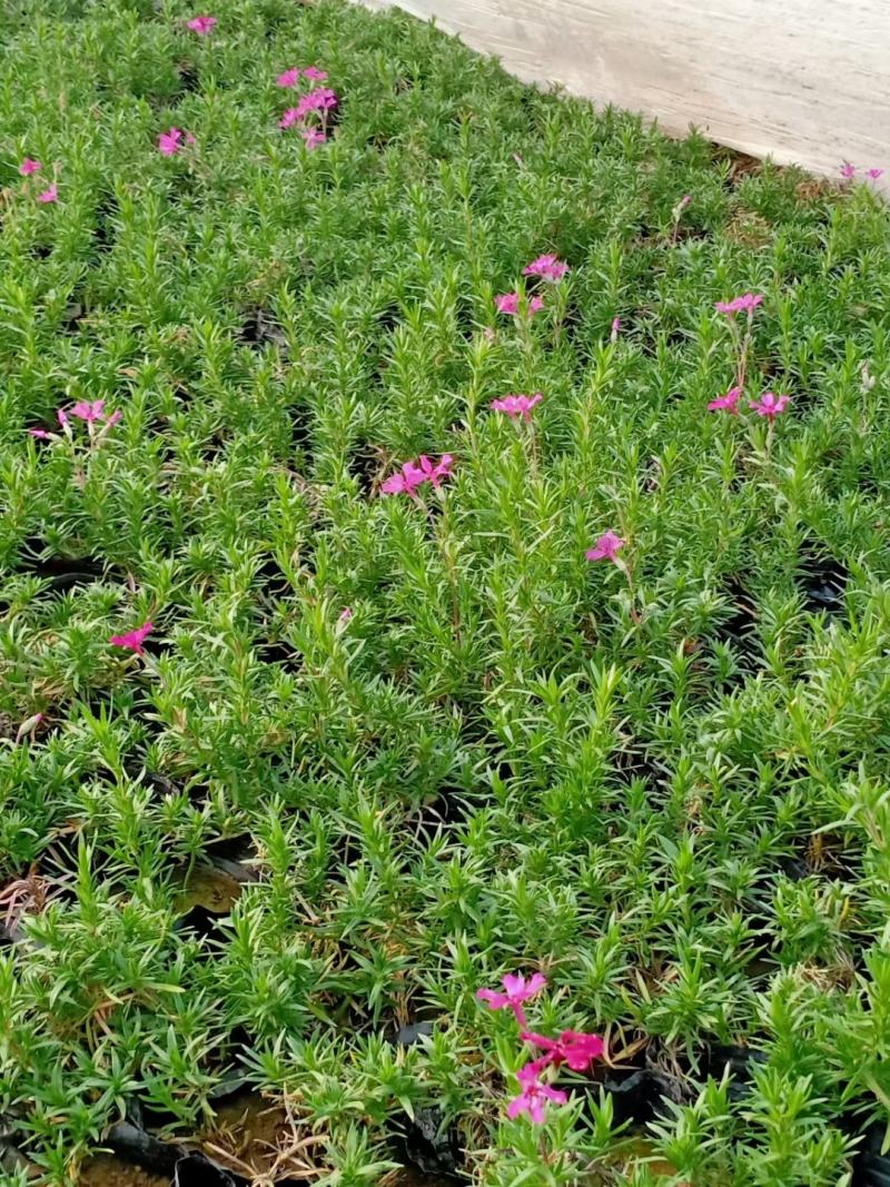 丛生福禄考(芝樱)多色福禄考福禄考花海