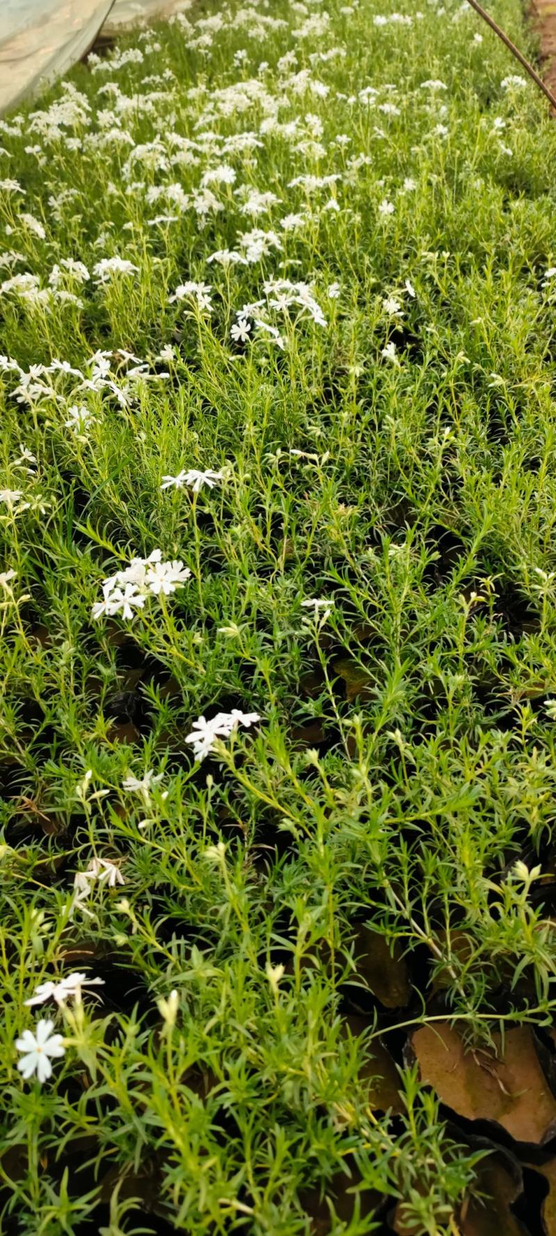 丛生福禄考(芝樱)多色福禄考福禄考花海