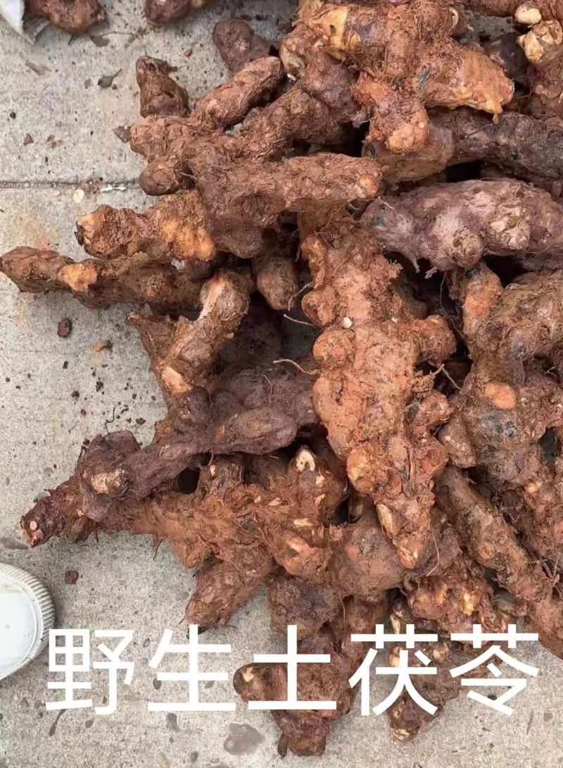广东河源野生土茯苓现挖现卖不变色货真价实一手货源