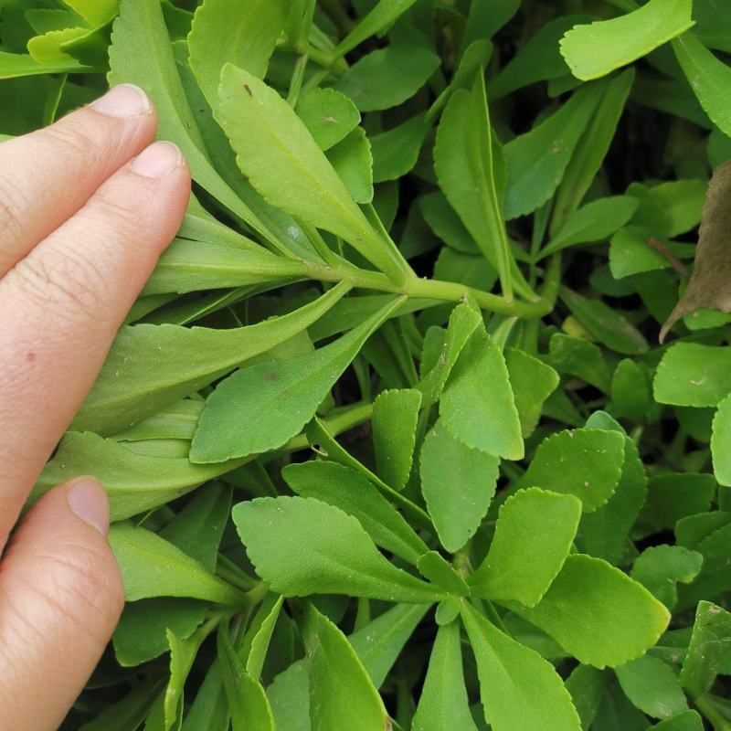 救心菜种苗费菜高钙菜当年种植当年收益四季耐寒抗热
