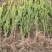 优质曼地亚红豆杉！(50至80厘米以上)！全国包邮！欢迎
