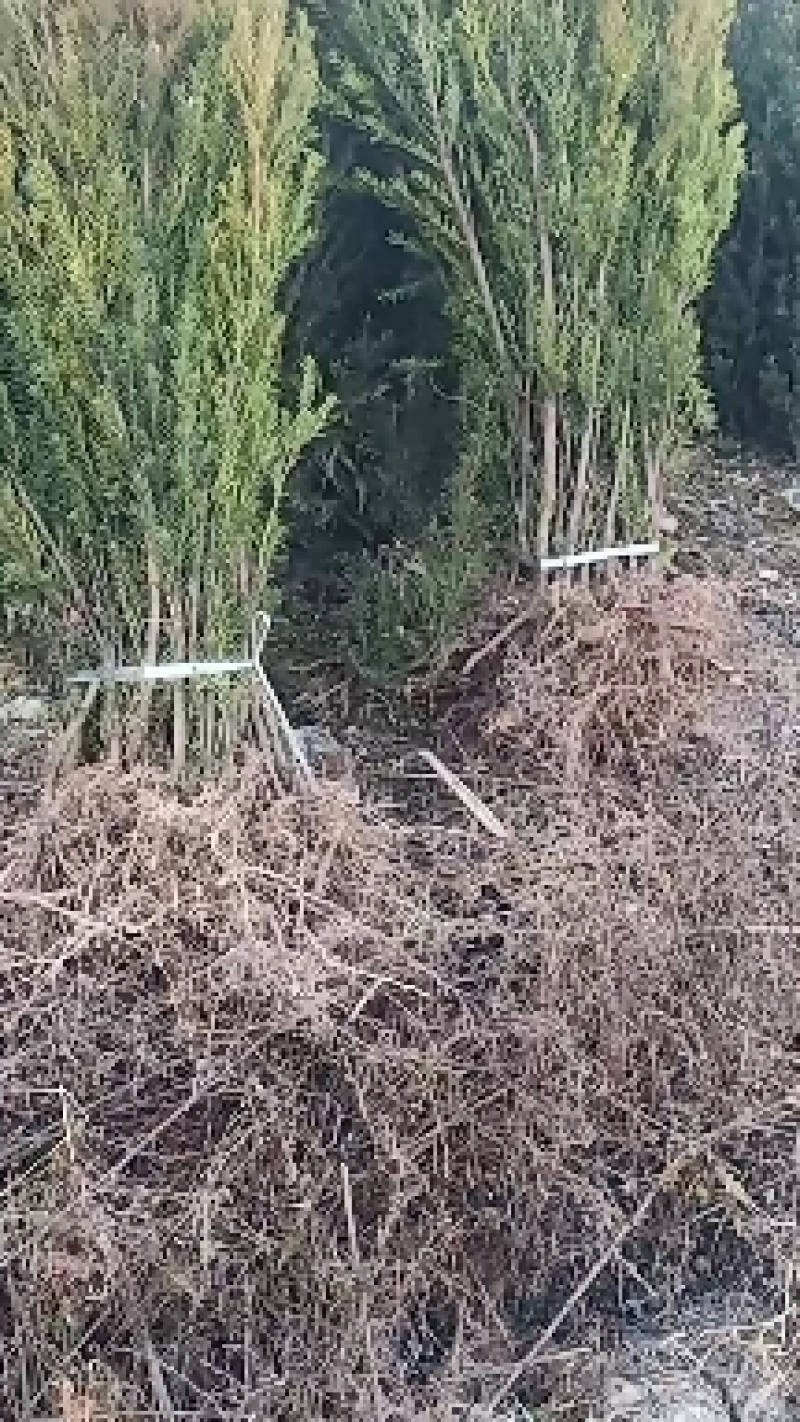 优质曼地亚红豆杉！(50至80厘米以上)！全国包邮！欢迎