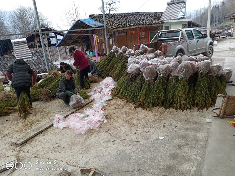 优质曼地亚红豆杉！(50至80厘米以上)！全国包邮！欢迎