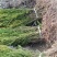 优质曼地亚红豆杉！(50至80厘米以上)！全国包邮！欢迎