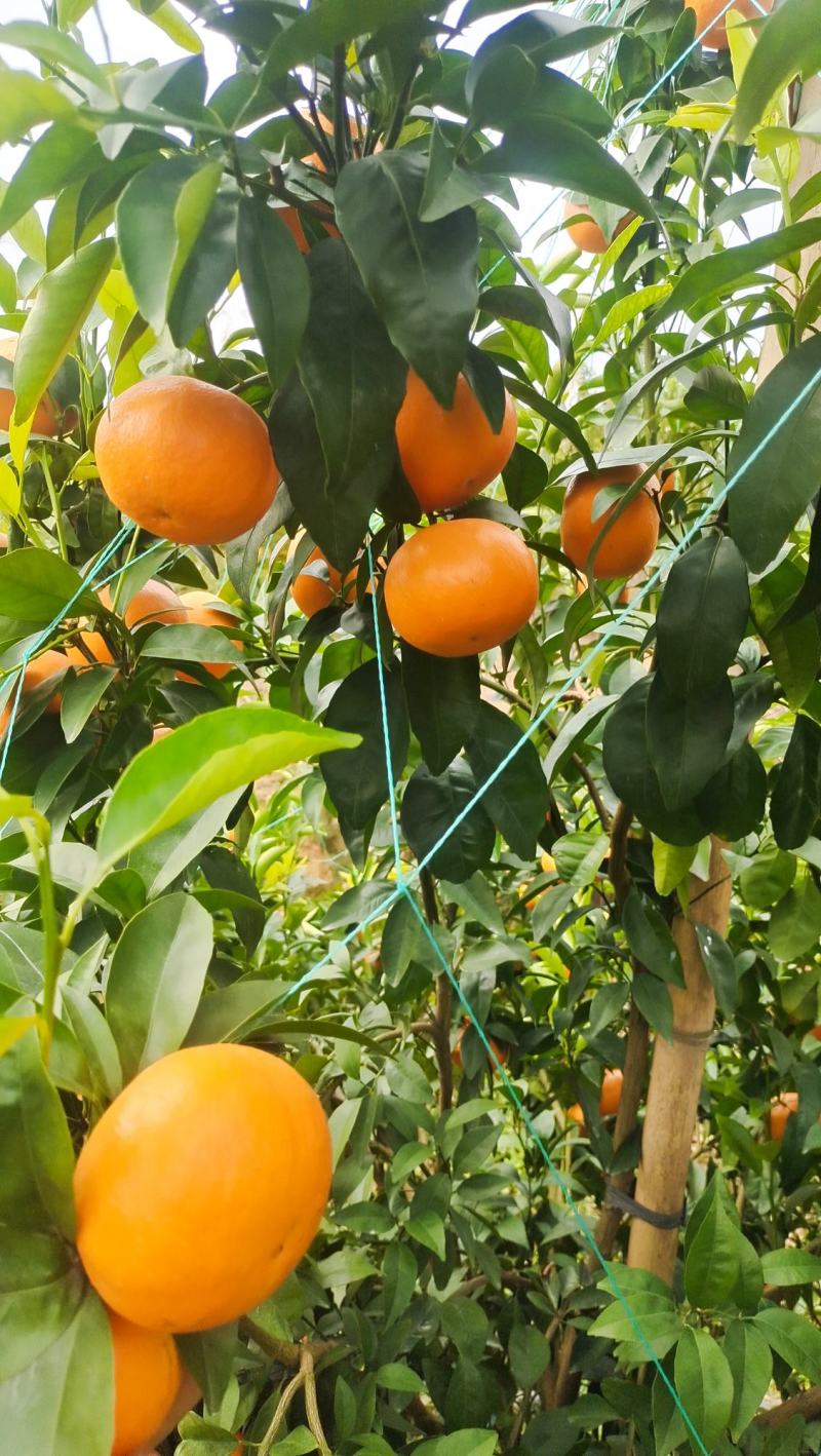 桂味品牌沃柑