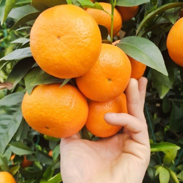 桂味品牌沃柑