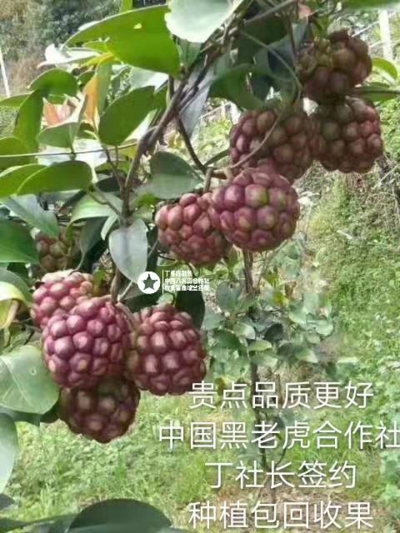 【热卖无籽黑老虎】全国推广10株包邮改良布福娜苗杯苗原土