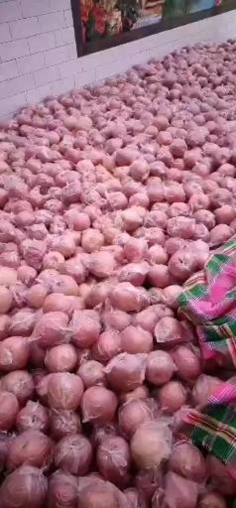 陕西礼泉红富士苹果纸加膜袋膜袋子红富苹果大量上市，