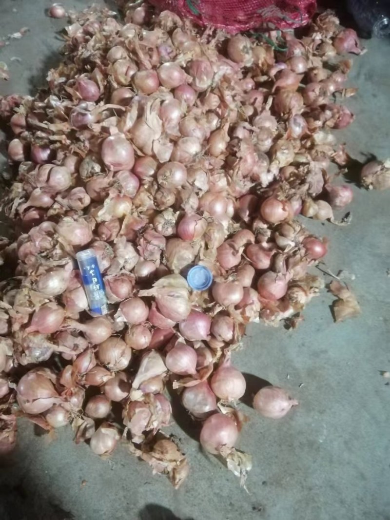 齐齐哈尔毛葱大量上市中质量好价格低，欢迎客户采购
