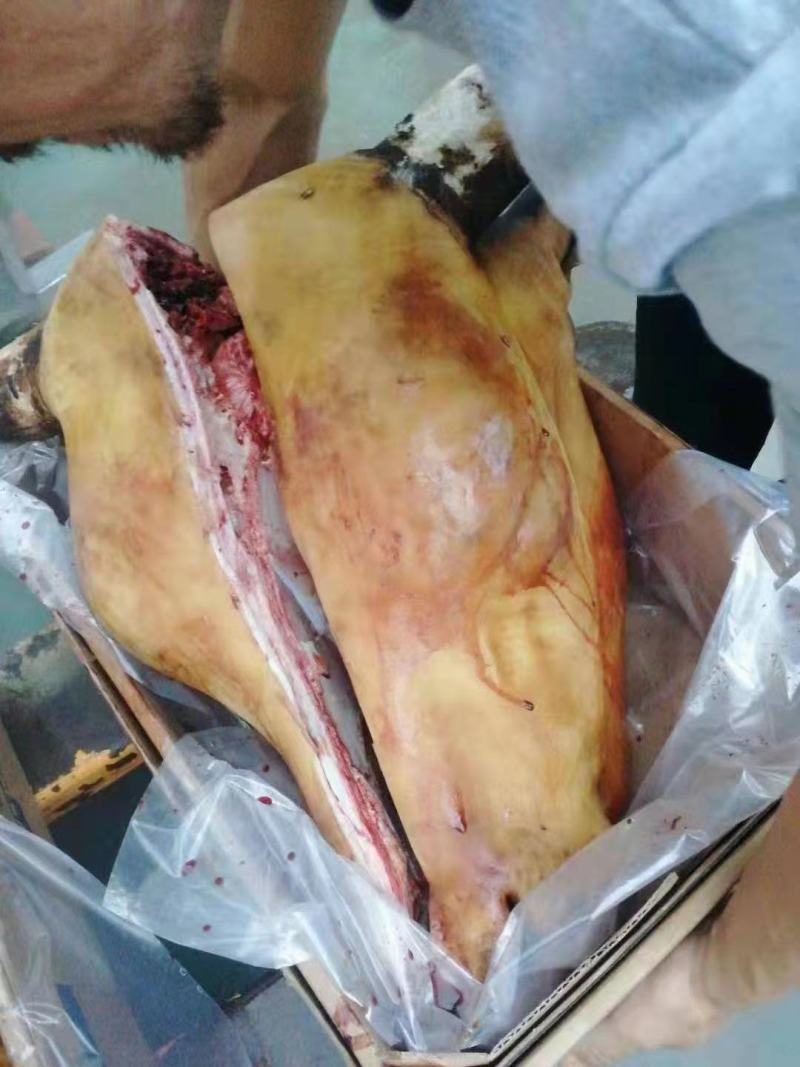 全熟牛头肉，火烧毛牛头，出成高，常年加工，纯干货。