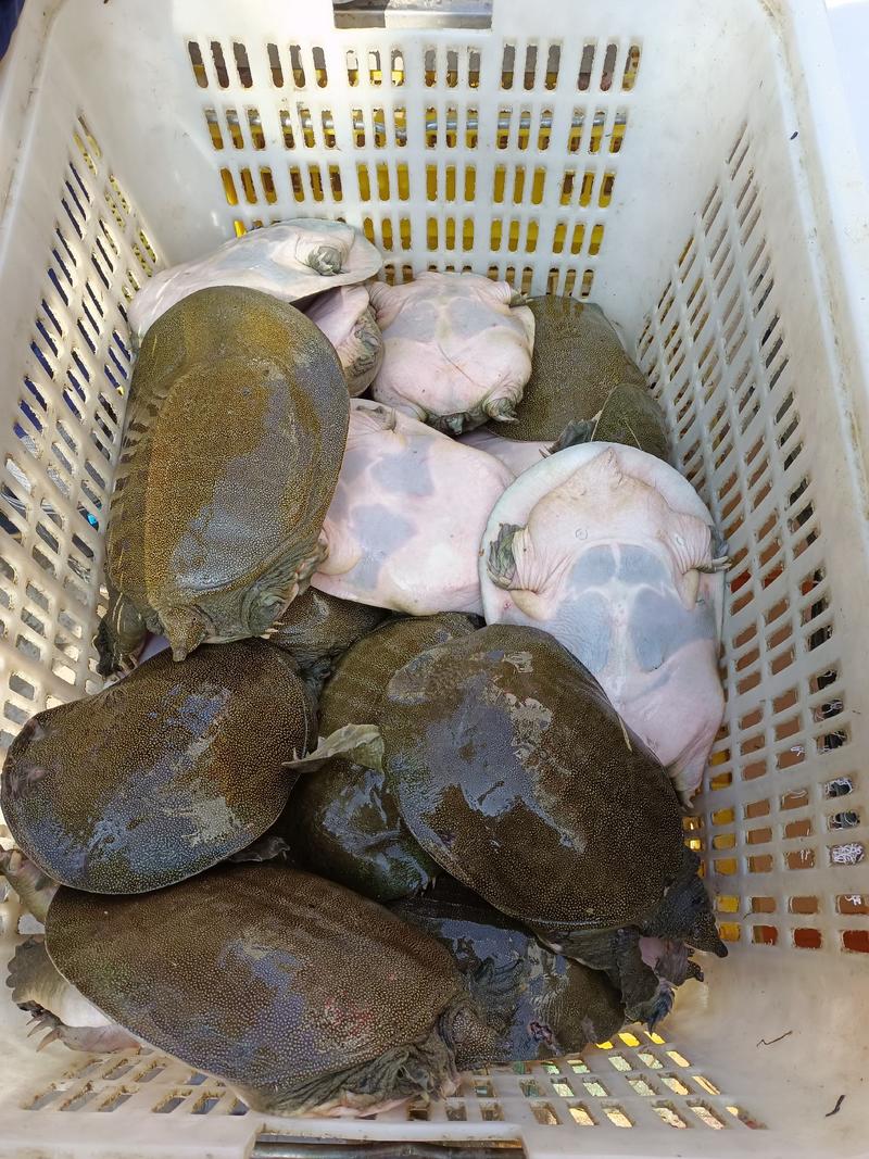 江西南丰县8年以上的老甲鱼，长年吃鱼虾长大的老甲鱼，