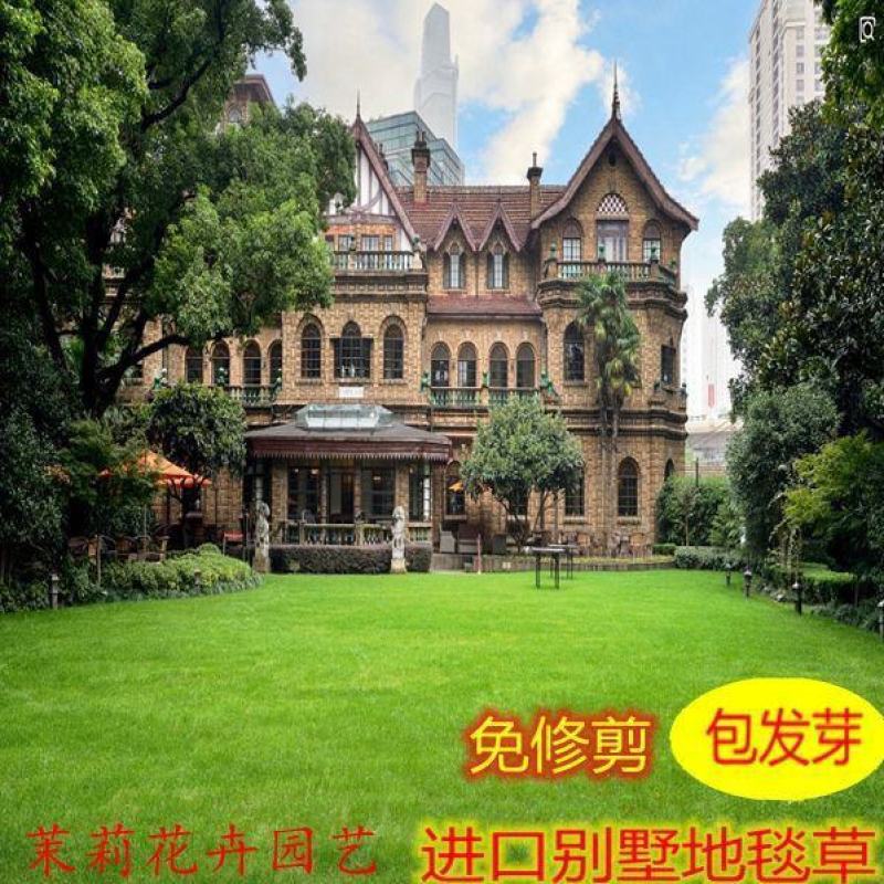 草坪种子耐践踏混播四季青不修剪绿化草皮草籽庭院别墅护坡草
