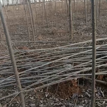 107速生杨树苗