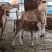 【基地直供】鲁西黄牛小牛犊肉牛崽小牛活牛牛仔出售小黄牛
