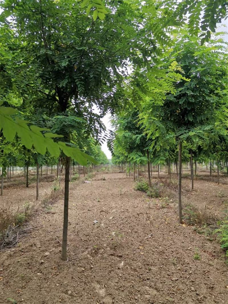 河北保定香花槐6-7-8公分香花槐/五七香花槐工程苗