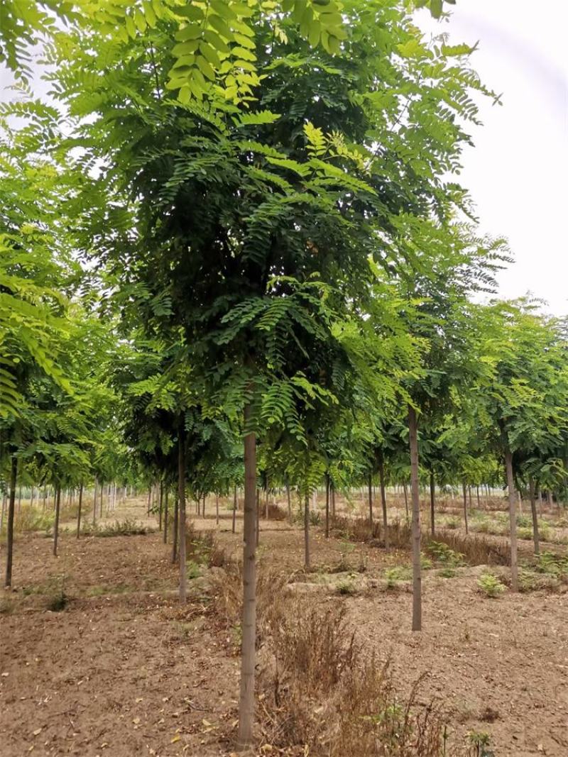 河北保定香花槐6-7-8公分香花槐/五七香花槐工程苗