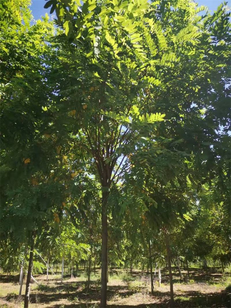 河北保定香花槐6-7-8公分香花槐/五七香花槐工程苗