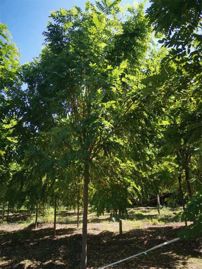 河北保定香花槐6-7-8公分香花槐/五七香花槐工程苗