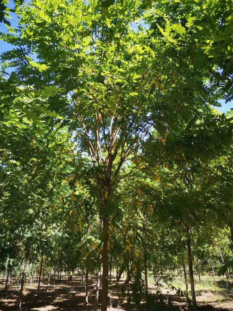 河北保定香花槐6-7-8公分香花槐/五七香花槐工程苗