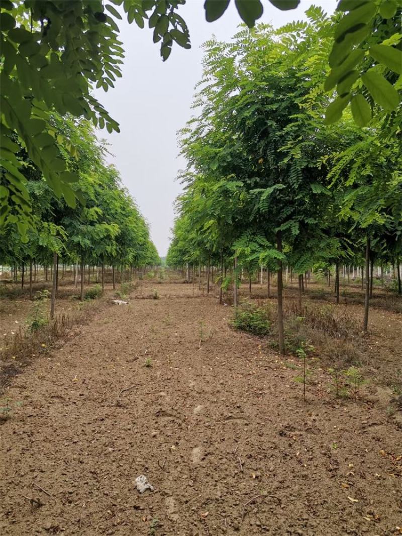 河北保定香花槐6-7-8公分香花槐/五七香花槐工程苗