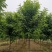 河北保定香花槐6-7-8公分香花槐/五七香花槐工程苗