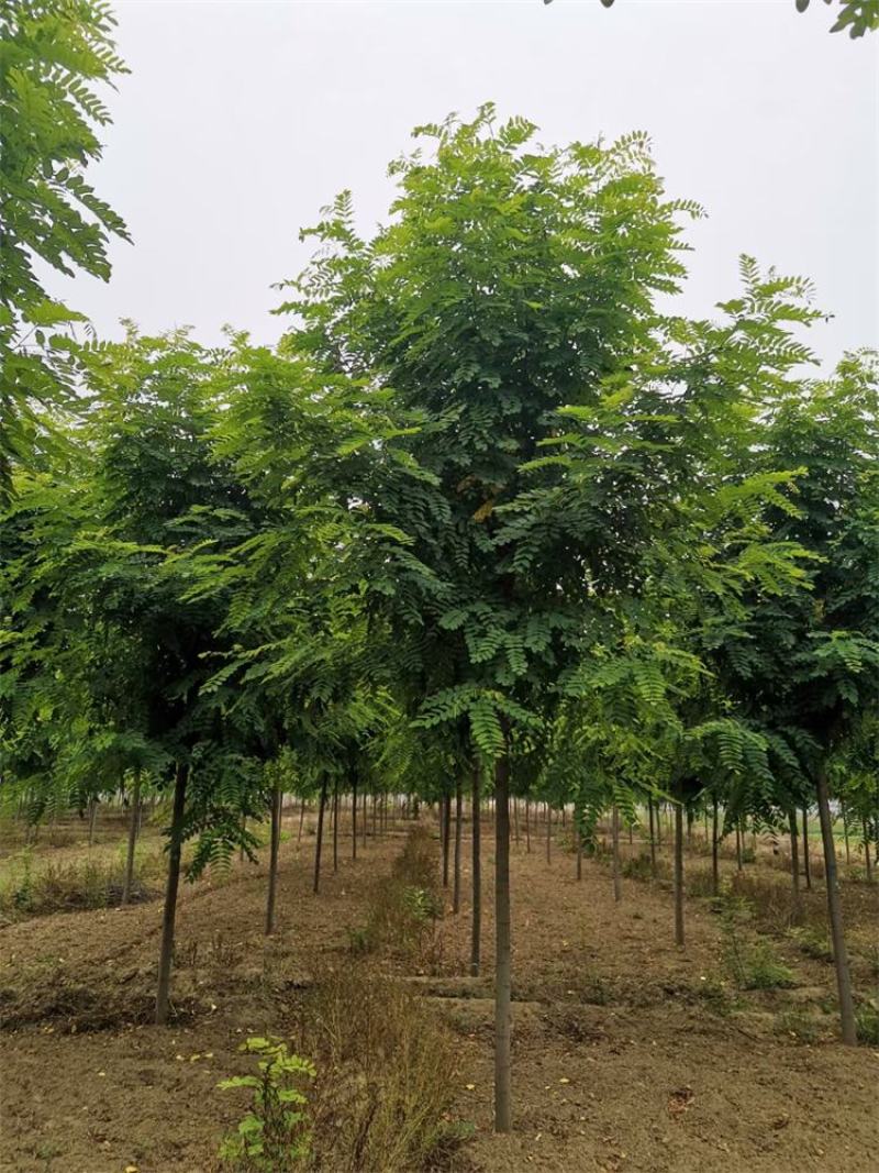 河北保定香花槐6-7-8公分香花槐/五七香花槐工程苗
