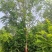 河北保定香花槐6-7-8公分香花槐/五七香花槐工程苗