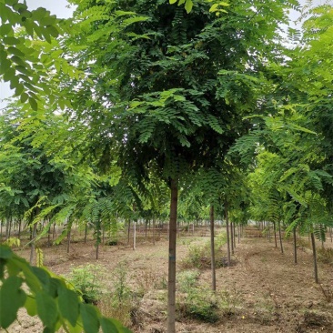 河北保定香花槐6-7-8公分香花槐/五七香花槐工程苗