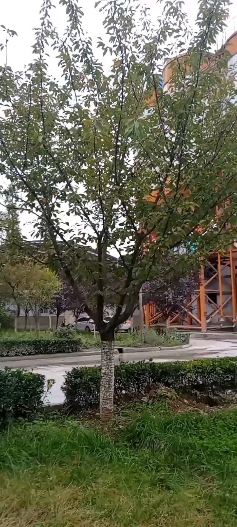 苗木树木