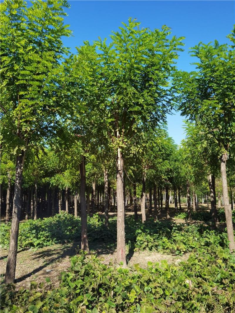 保定香花槐12-13-14公分香花槐库存充足