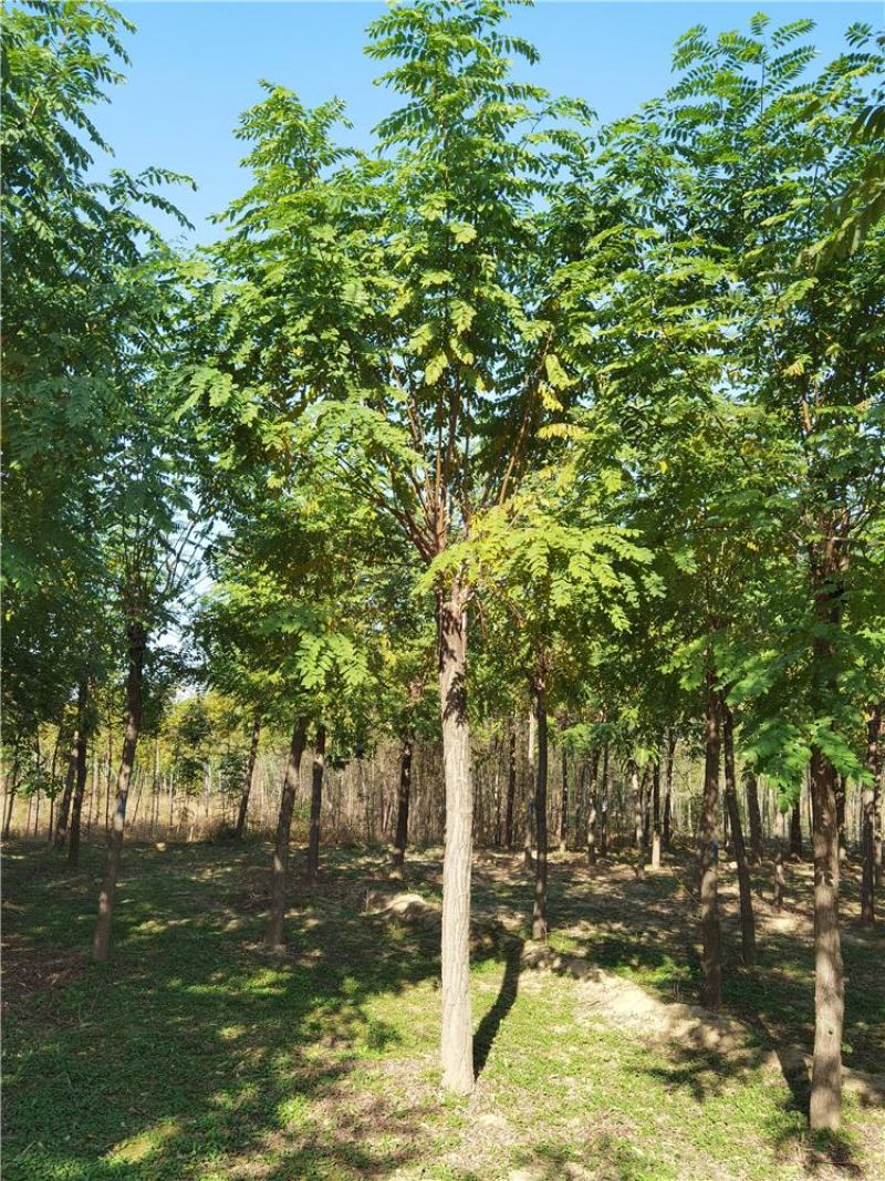 保定香花槐12-13-14公分香花槐库存充足