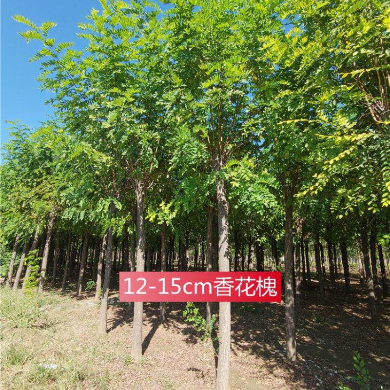 保定香花槐12-13-14公分香花槐库存充足