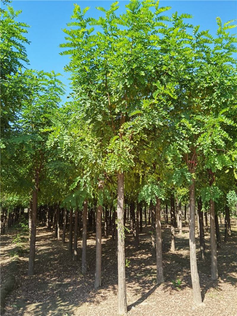 河北保定香花槐15-16-17-18公分香花槐工程苗