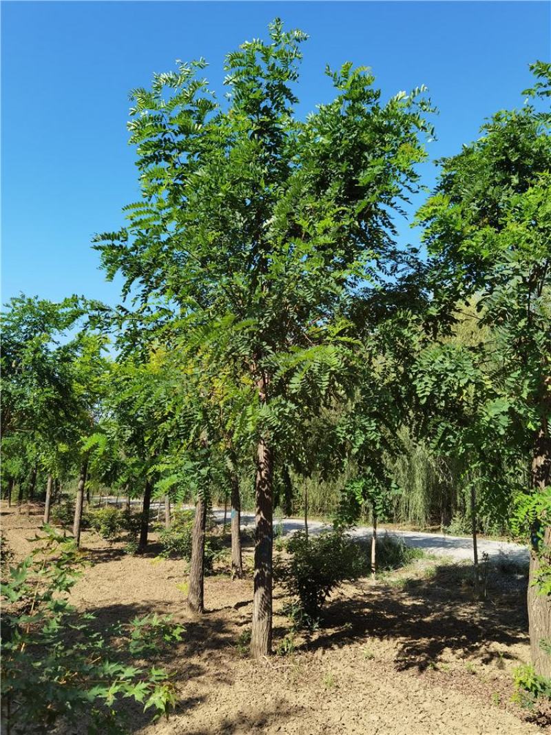 河北保定香花槐15-16-17-18公分香花槐工程苗
