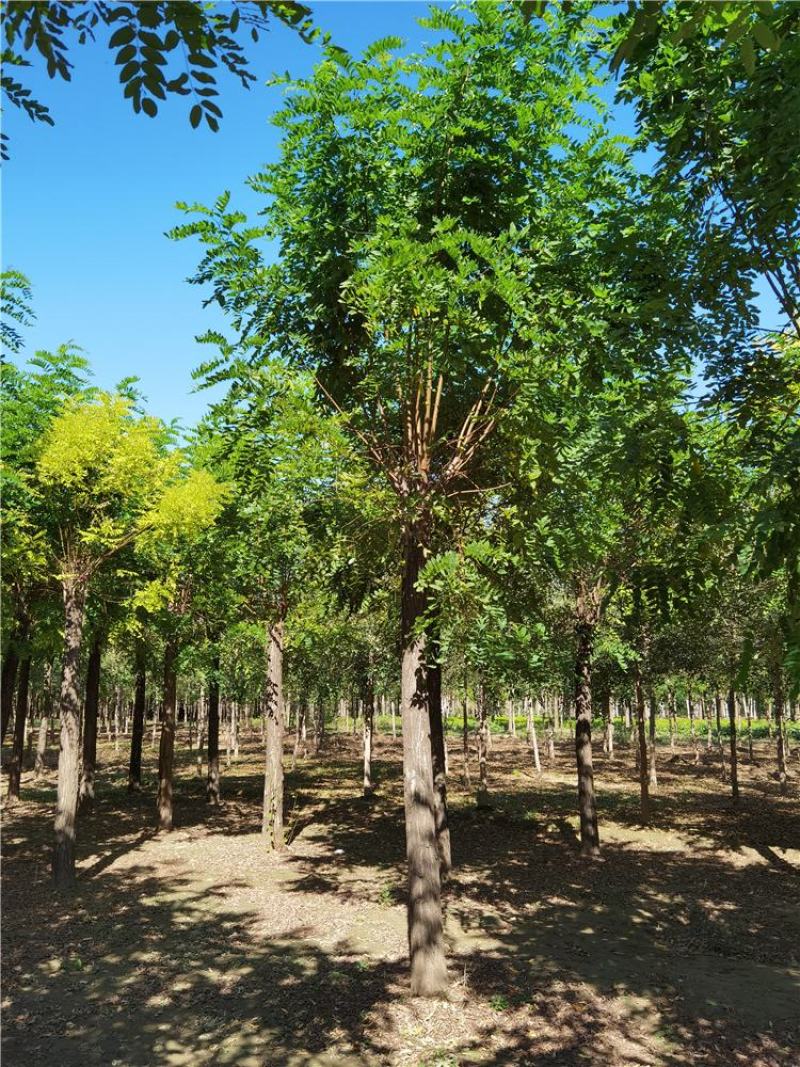 河北保定香花槐15-16-17-18公分香花槐工程苗