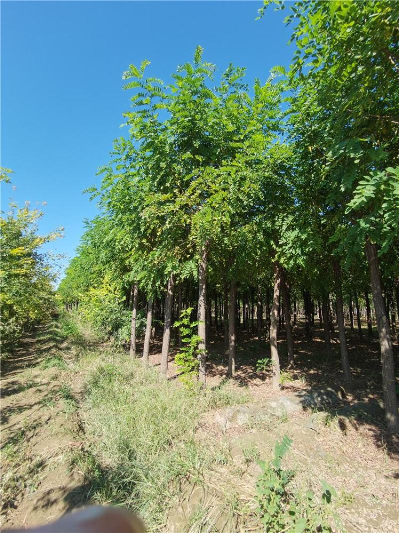 河北保定香花槐15-16-17-18公分香花槐工程苗