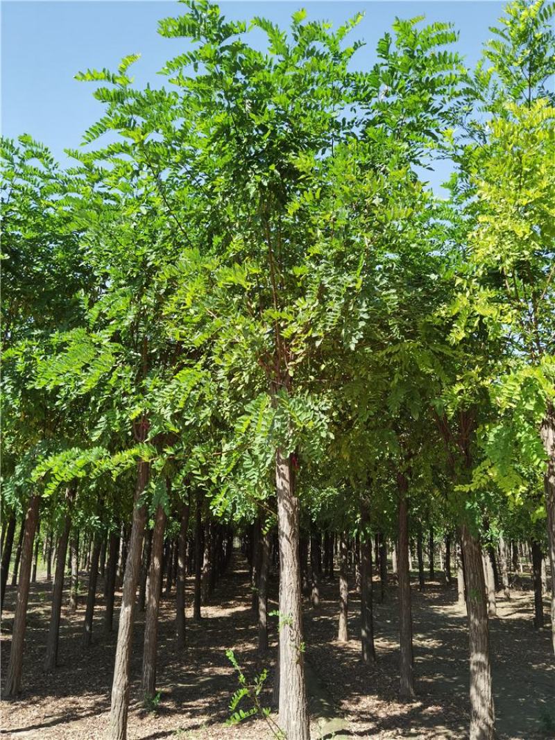 河北保定香花槐15-16-17-18公分香花槐工程苗