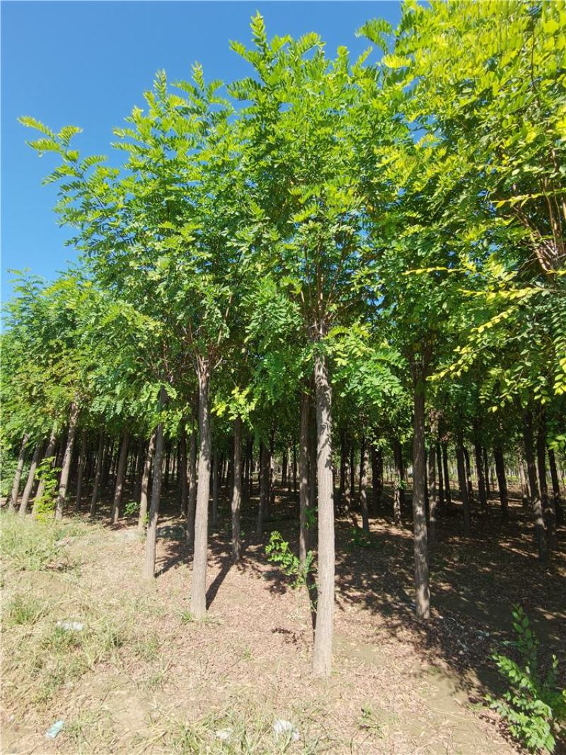 河北保定香花槐15-16-17-18公分香花槐工程苗