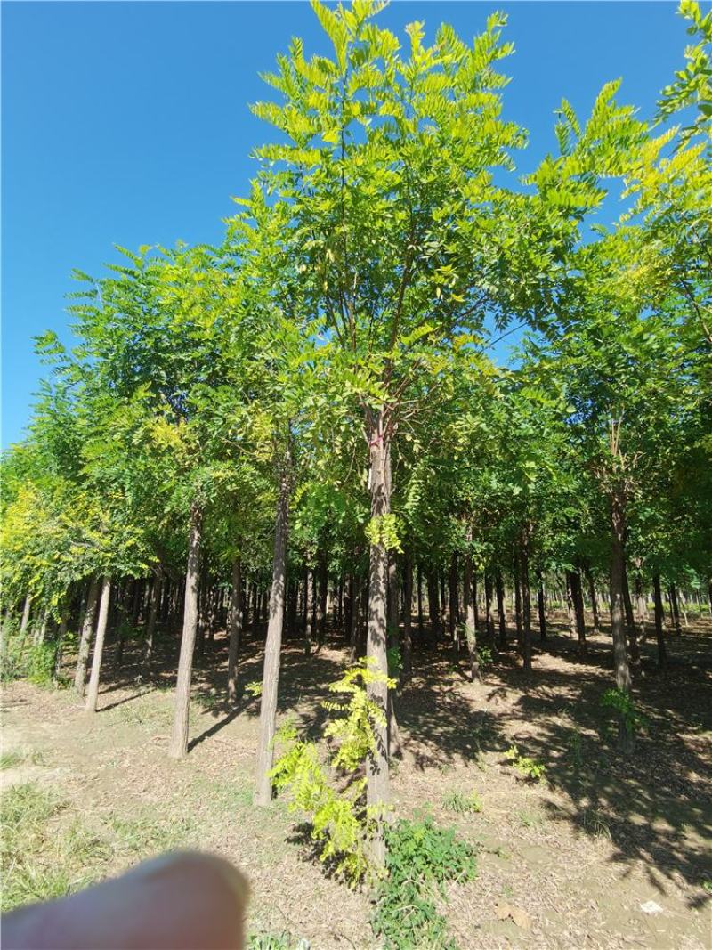 河北保定香花槐15-16-17-18公分香花槐工程苗