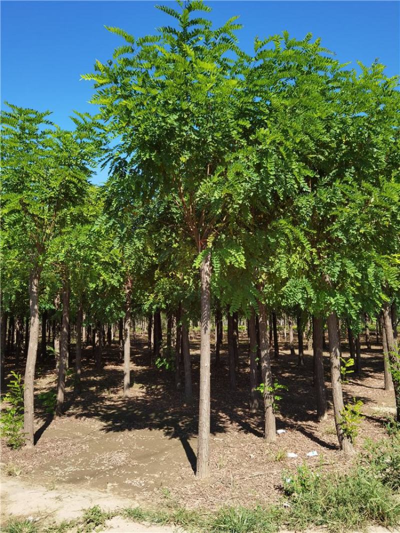 河北保定香花槐15-16-17-18公分香花槐工程苗